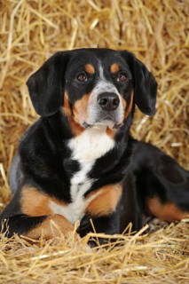 Entlebuch Mountain Dog