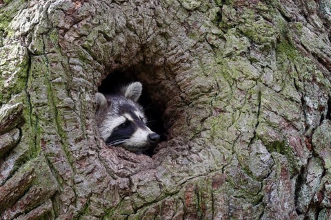 Raccoon (Procyon lotor) in the knothole of an oak