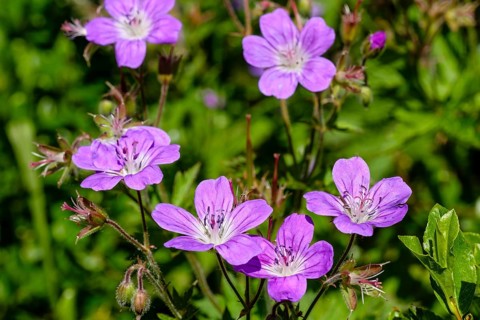 Wood cranesbill (Geranium sylvaticum)