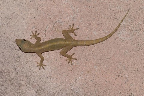 Common four-clawed gecko (Gehyra mutilata) on house wall