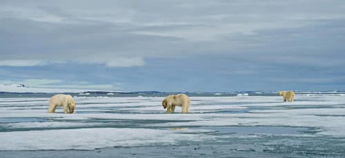 Polar bears (Ursus maritimus)