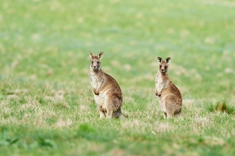 Eastern grey kangaroos (Macropus giganteus) on a meadow