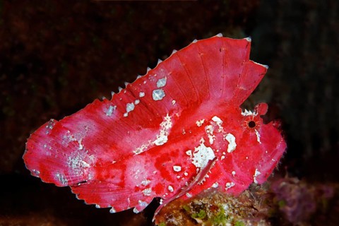 Leaf scorpionfish (Taenianotus triacanthus)