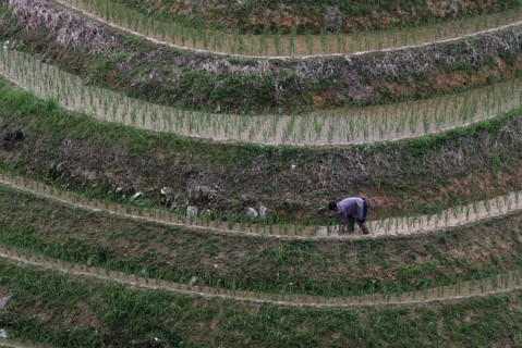 Rice farmer working in a rice cultivation terrace, Dazhai