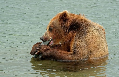 Brown bear