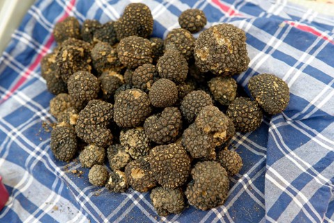 Black Truffle