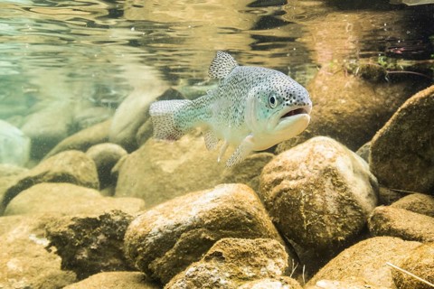 Rainbow trout