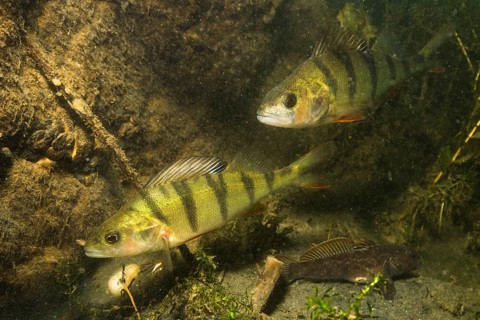 European perch