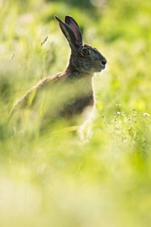 European hare