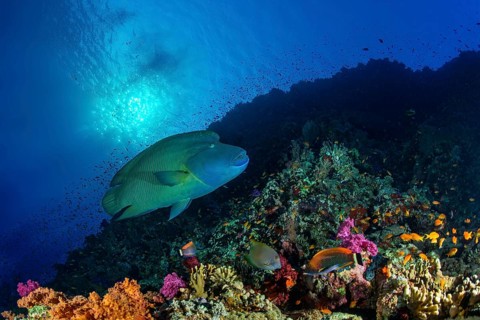 Humphead wrasse