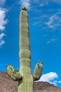 Saguaro Cactus