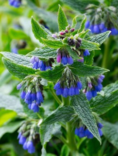 Blue flowering prickly comfrey