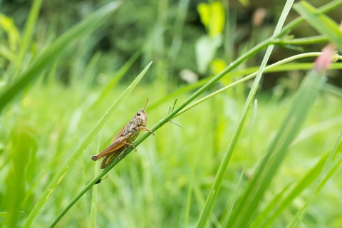 Meadow grasshopper