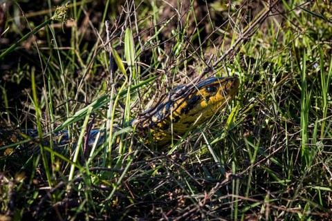 Yellow anaconda