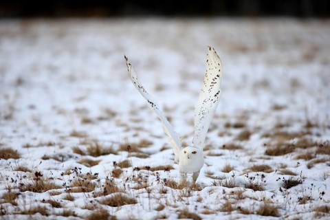 Snowy Owl