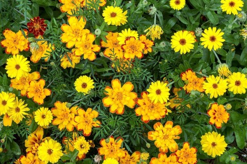 Yellow marigold