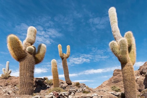 Isla Incahuasi with centuries-old cacti