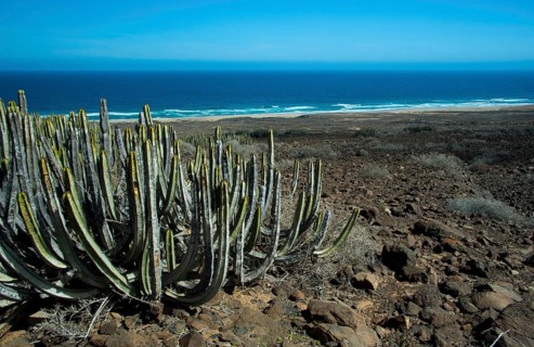 Canary Island spurge
