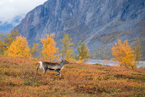 Reindeer