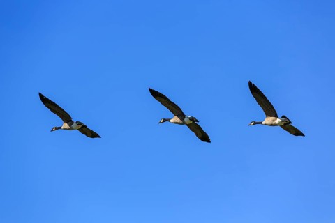 Canada geese