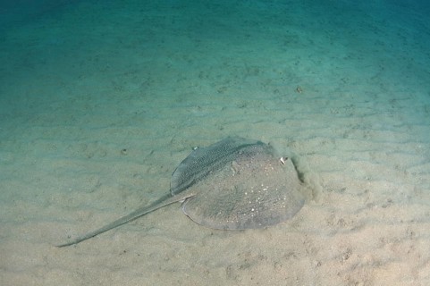 Round Ribbontail Ray
