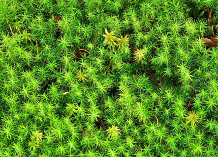 Polytrichum commune moss