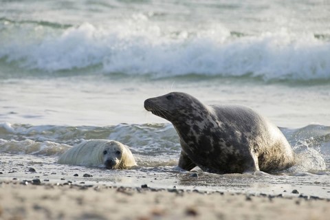 Grey seal