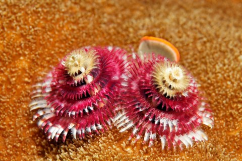 Christmas tree worm