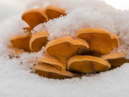Mock oyster or orange oyster