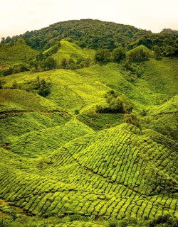 Tea plantations