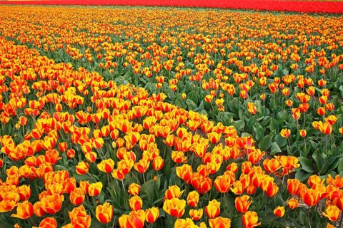 Blooming tulip field