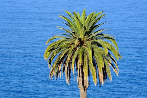 Canary Island date palm
