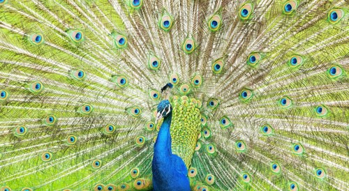 Blue Peafowl