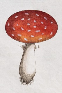 Fly Agaric