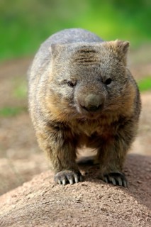 Common wombat