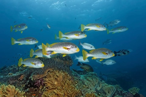 School of diagonal banded sweetlips