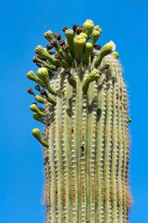 Saguaro Cactus