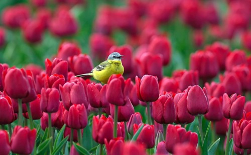 Yellow wagtail
