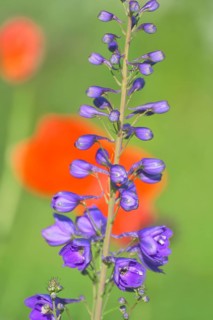 Larkspur