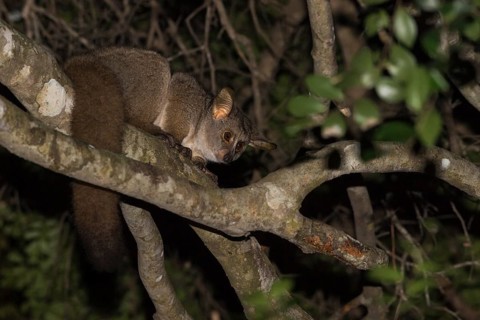 Brown greater galago