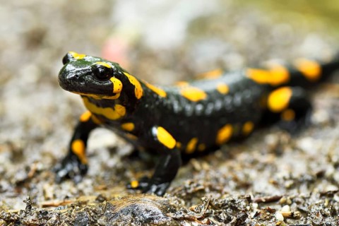 Fire salamander