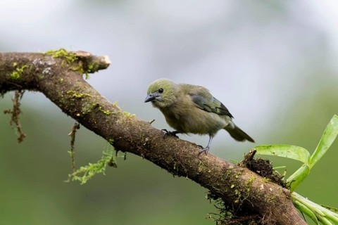 Palm tanager