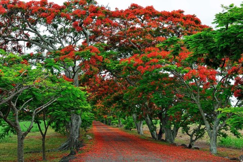 Avenue with Royal Poincianasn