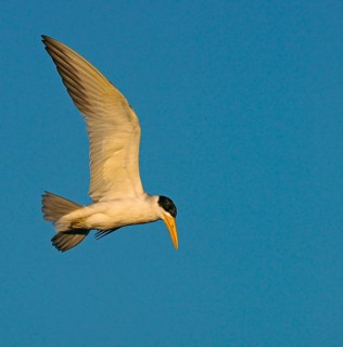 Large-billed tern