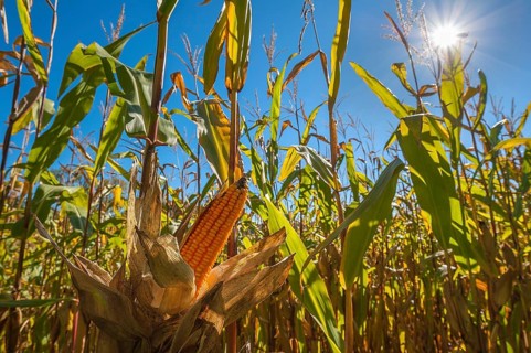 Cultivation of fodder maize
