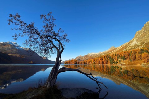 Larch forest