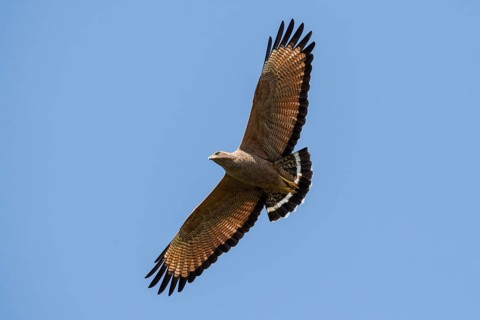 Savanna hawk