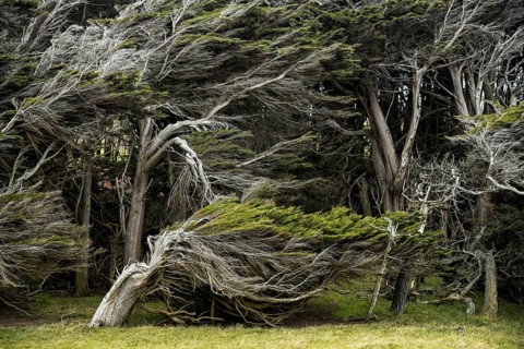 Trees shaped by the wind