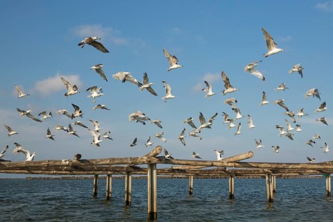 Yellow-legged Gulls
