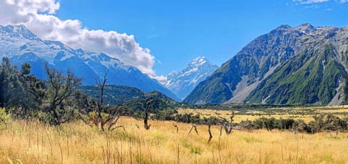 Golden grasslands with Mount Cook